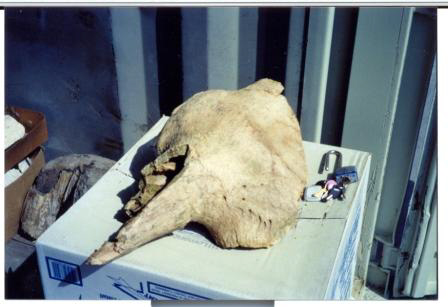 Bison Skull